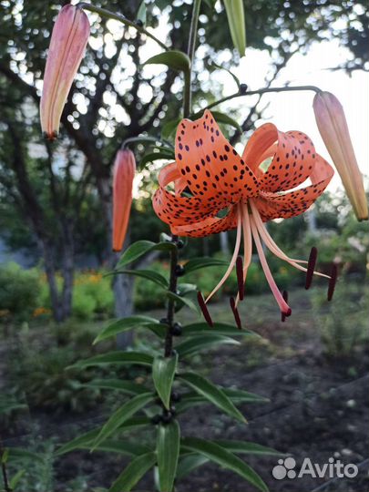 Лилии луковицы