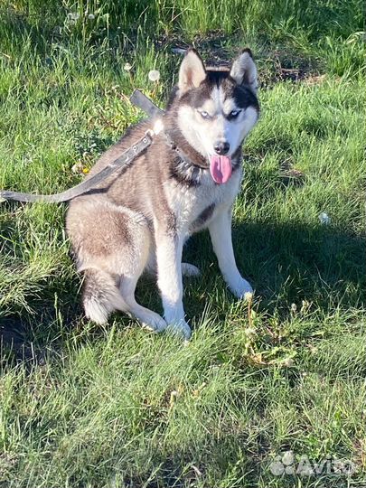 Сибирский хаски