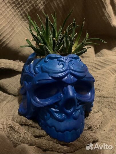 Череп из гипса, кашпо, хавортия