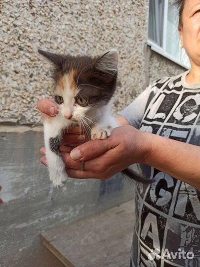 Котёнок ищет дом