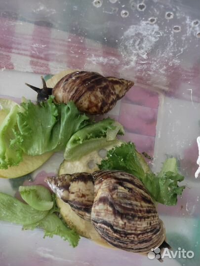 Улитки ахатины бесплатно