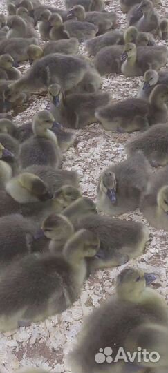 Мулард, утята, гуси