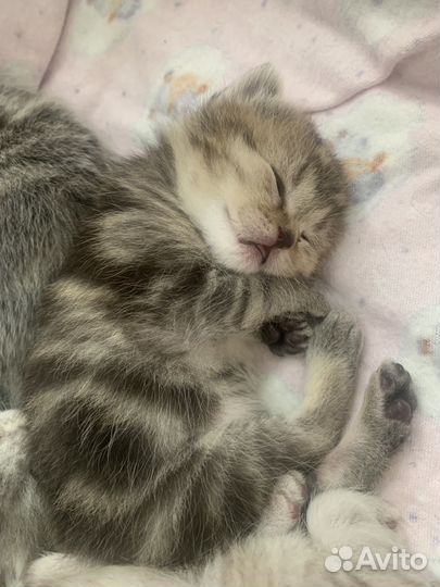 Шотландские котята