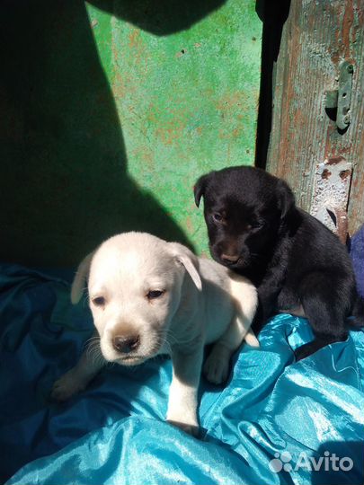Щенки лабрадора