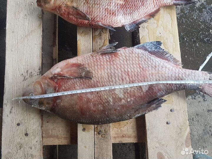 Лещ с/м отборный