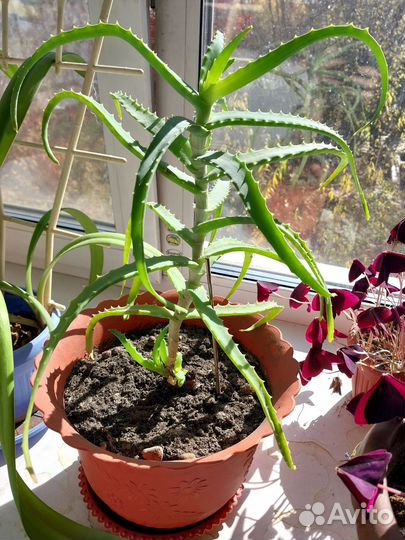 Комнатные цветы алоэ