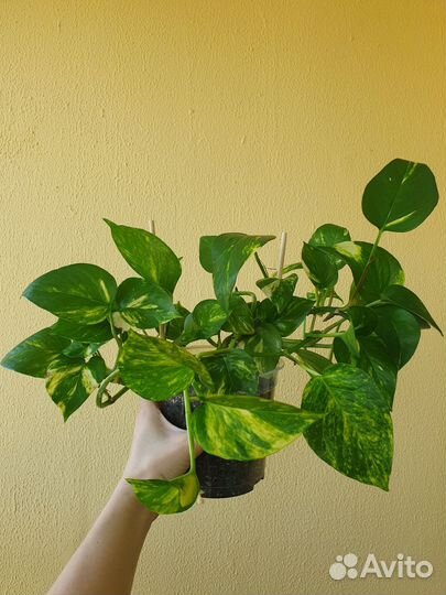 Эпипремнум