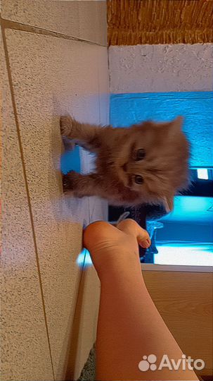 Котята отдам бесплатно