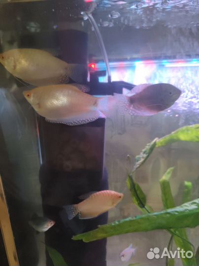 Аквариумные рыбки гурами
