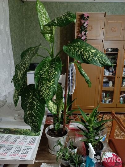 Диффенбахия