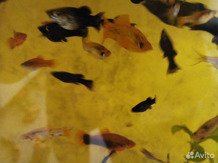 Моллинезия черная и жёлтая в чёрное пятнышко