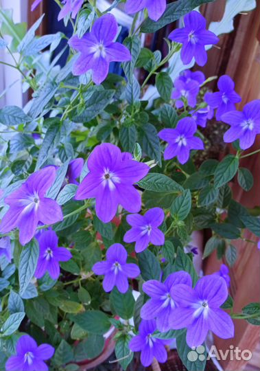 Сортовые гибискусы.Барлерия.Броваллия.Эписции