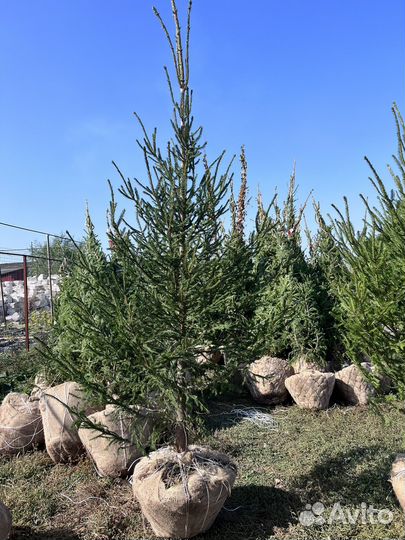 Ель обыкновенная