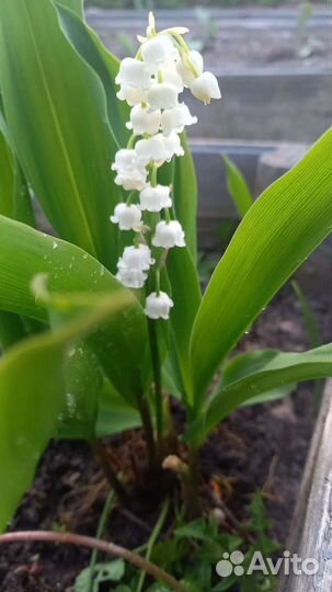 Ландыши садовые