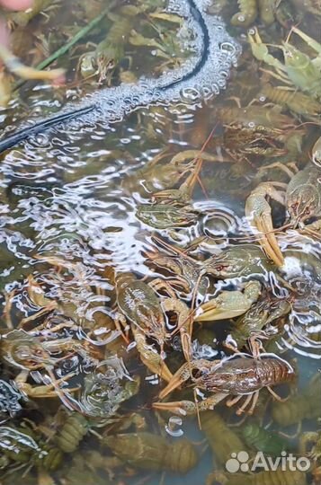 Живые раки оптом