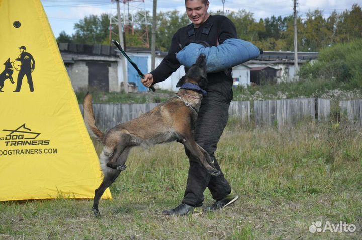 Дрессировка собак