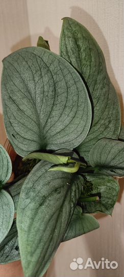 Сциндапсус Сп