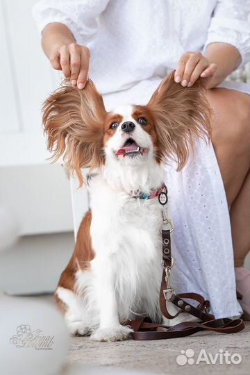 Кавалер кинг чарльз Спаниель девочка 3года