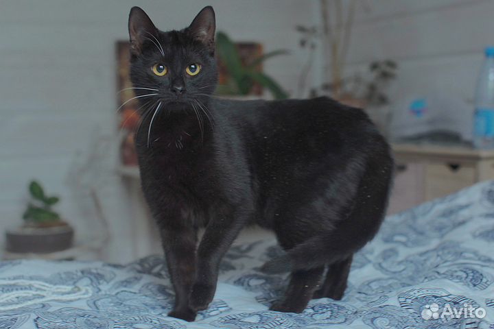 Эшли в поиске дома