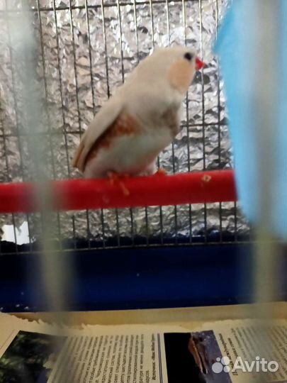 Зебровые амадины