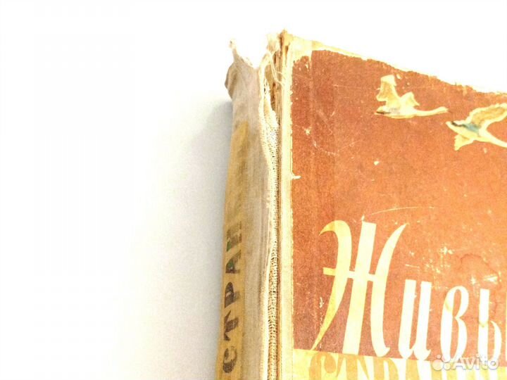 Книга Живые страницы 1964 год