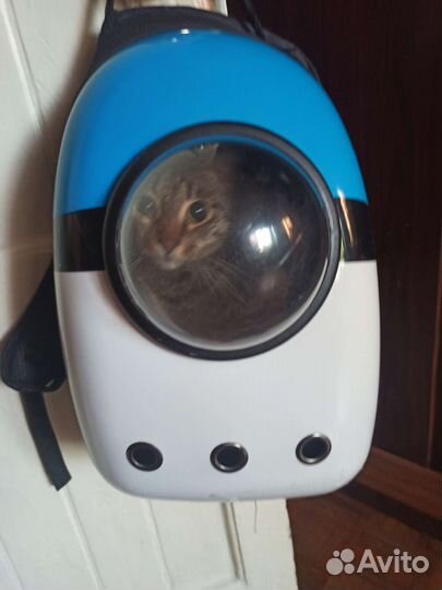 Переноска рюкзак для кошек и собак