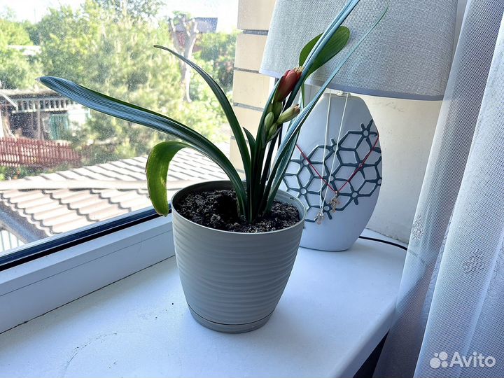 Комнатное растение цветущая кливия