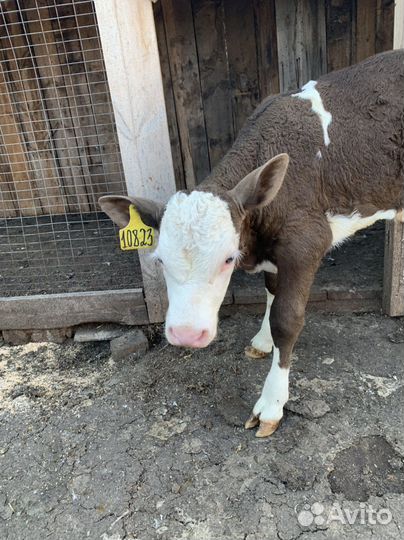 Телка и бык