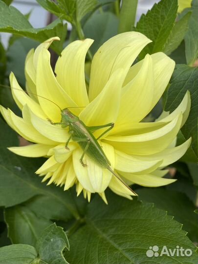 Георгины клубни