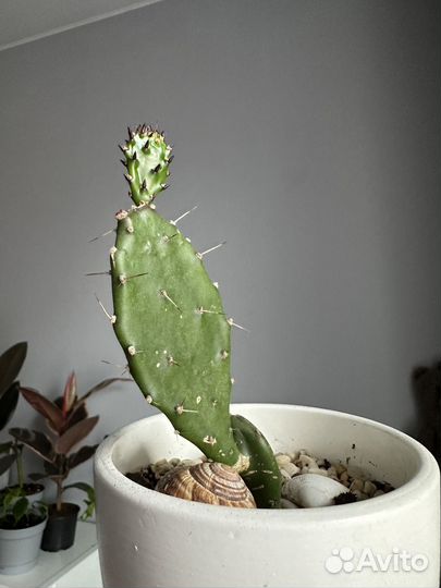 Кактус опунция