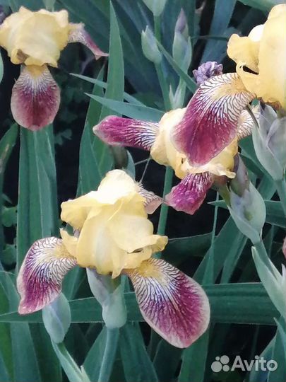 Ирис жёлтый и бородатый