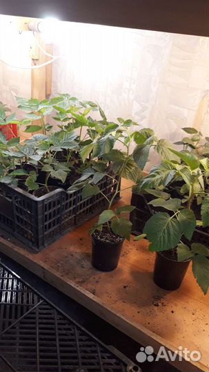 Саженцы малины Пшехиба