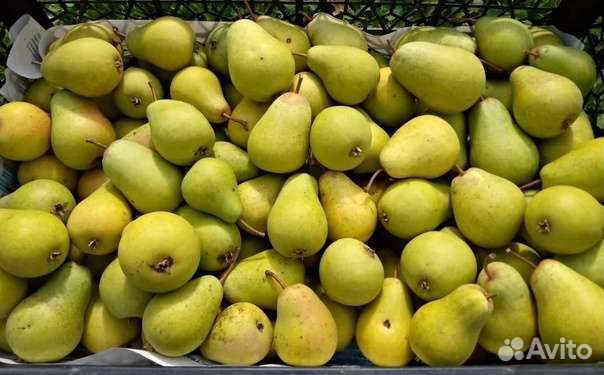 Груша садовая сладкая