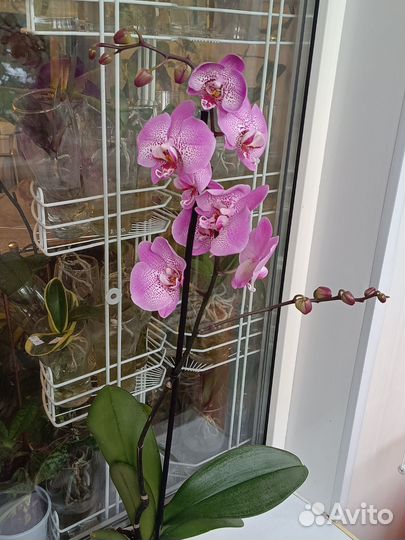 Орхидея фаленопсис Jillion