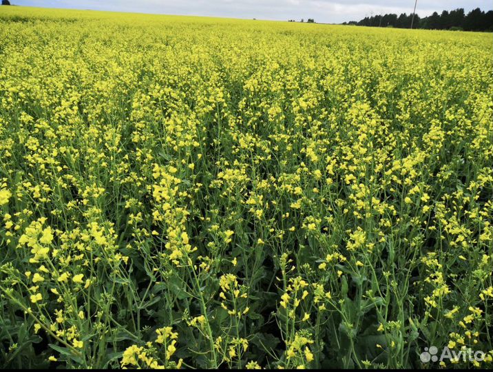 Семена рапса