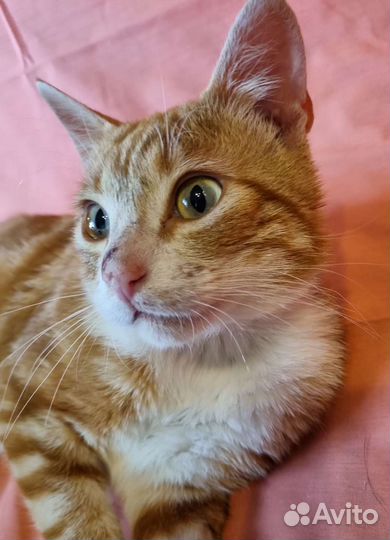 Ласковый мраморный рыжик ищет дом