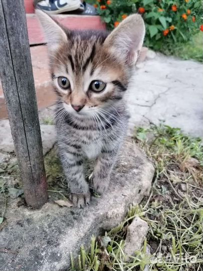 Котенок в дар