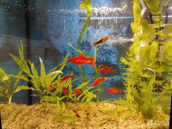 Аквариум 25л с рыбками
