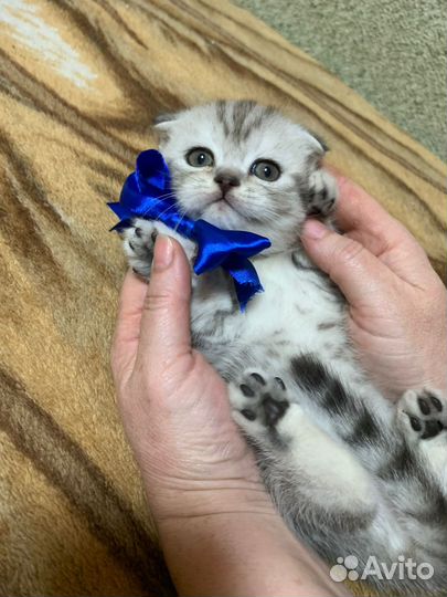 Шотландские вислоухие котята