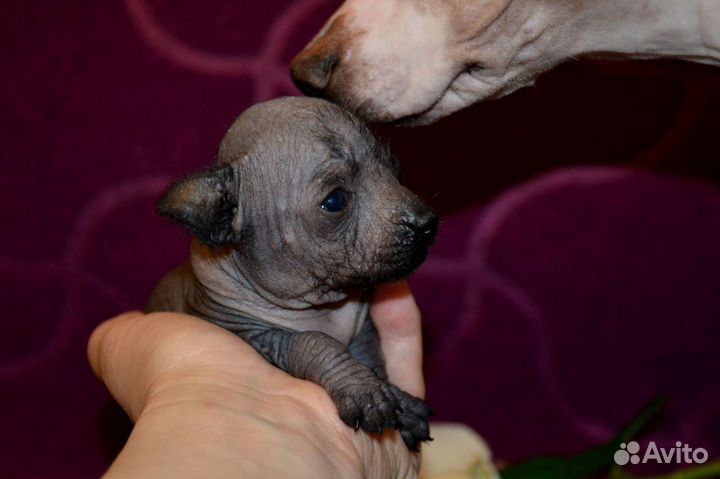 Ксолоитцкуинтли миниатюра щенки