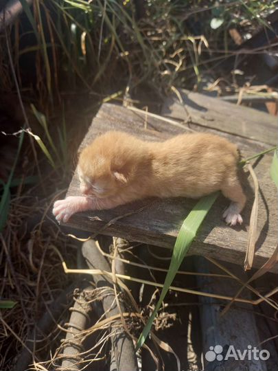 Кошки в добрые руки