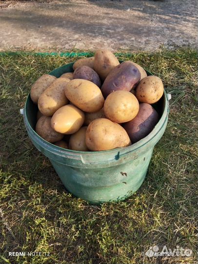 Продам картофель