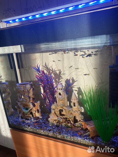 Аквариум