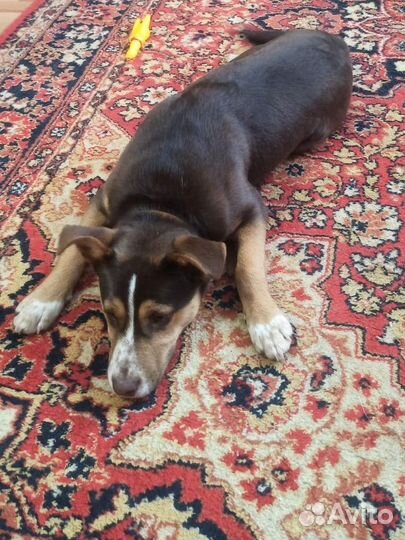 Собака в добрые руки