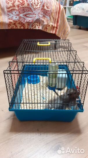 Сирийский хомяк с клеткой