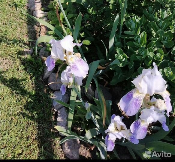 Ирис хоста примула лилейник