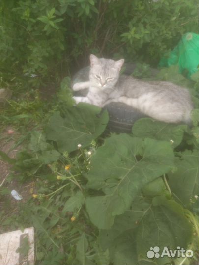 Котята отдам бесплатно