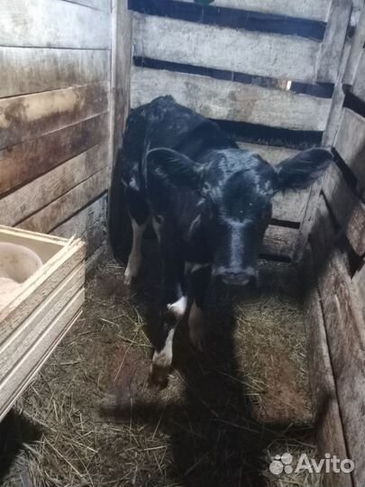 Продам телочек порода черно-пестрая