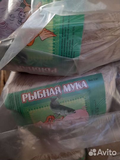 Ракушка морская