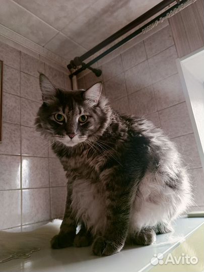 Отдам большого, красивого и пушистого кота